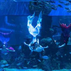 Jakarta Aquarium & Safari: Fasilitas, Harga Tiket Masuk, Jam Buka