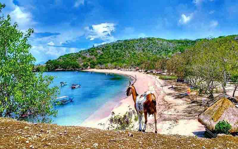 9 Destinasi Pantai Pink Terindah di Dunia yang Wajib Dikunjungi